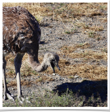 Darwins Rhea - Grazing Darwins Rhea - Grazing